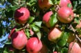 red apples in an apple tree
