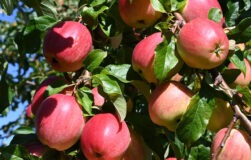 red apples in an apple tree