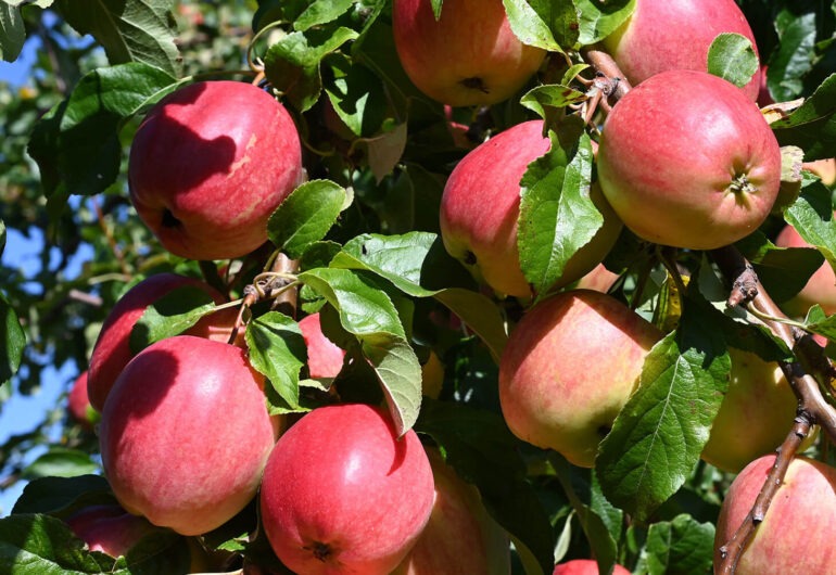 red apples in an apple tree