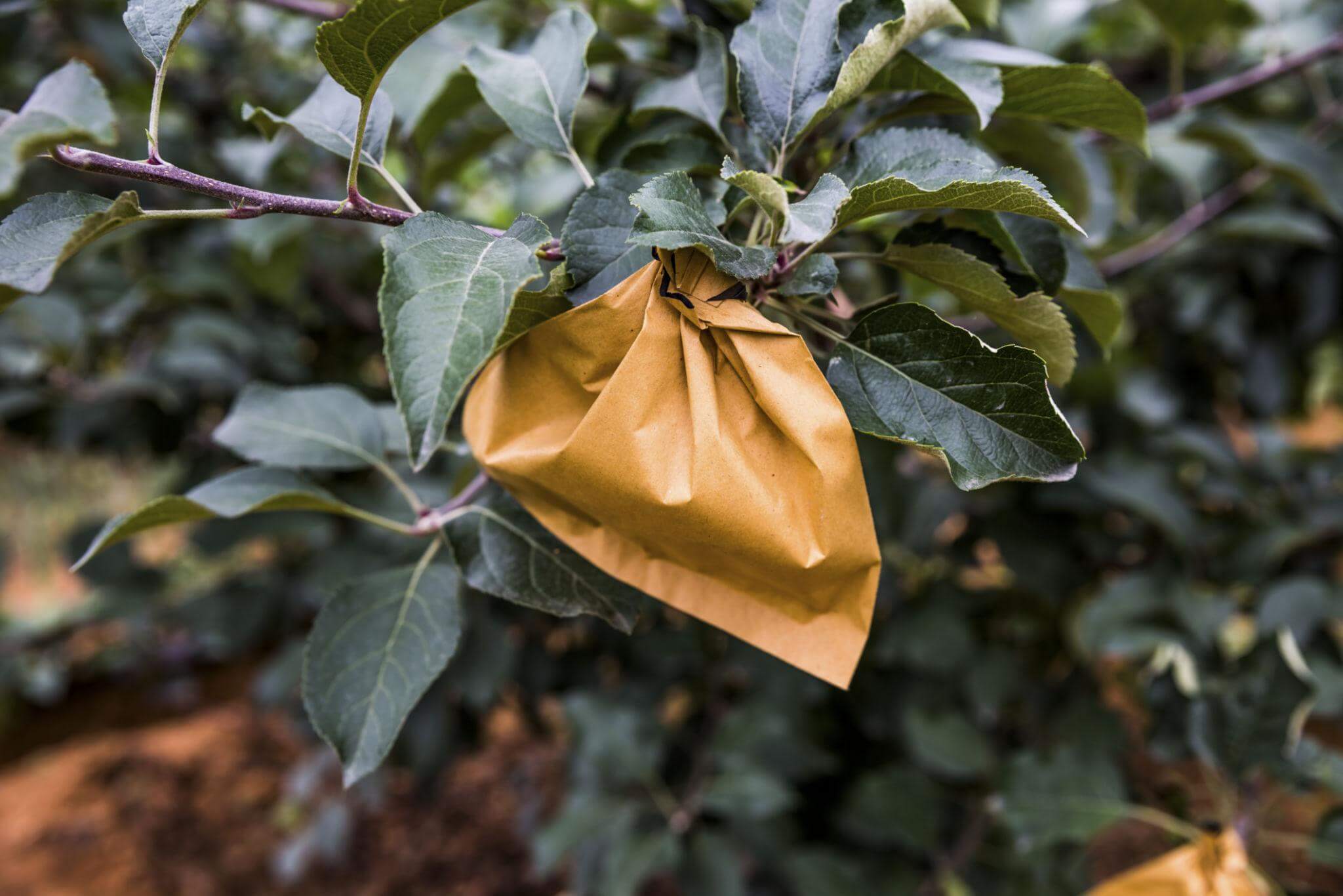 using paper bag to protect fruit from insects