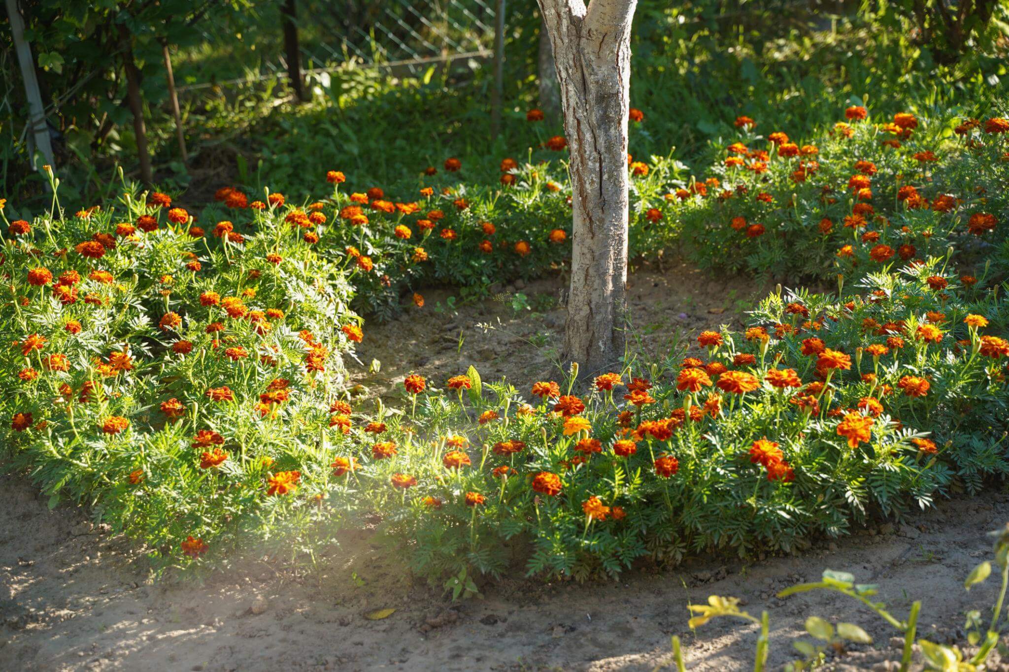 planting marigolds around fruit-bearing trees can prevent insects
