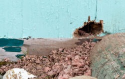 mice chewed hole through wooden wall