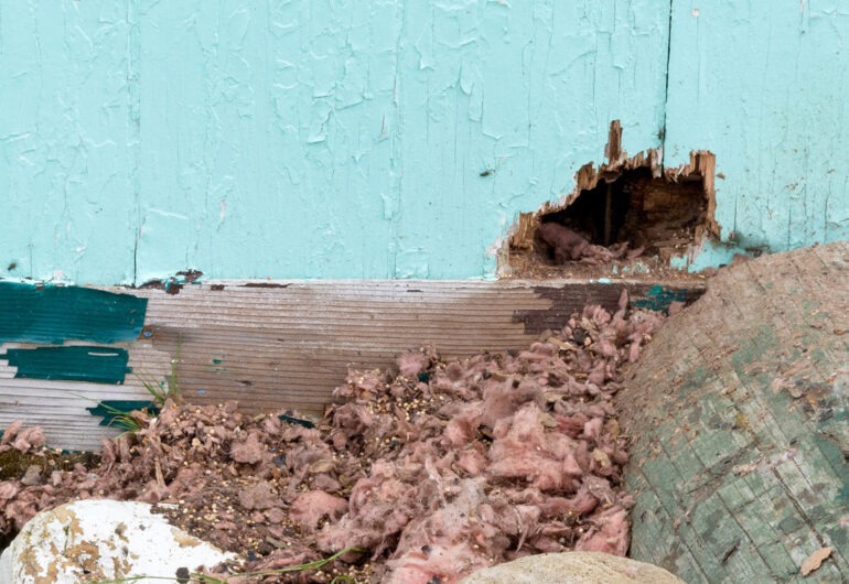 mice chewed hole through wooden wall