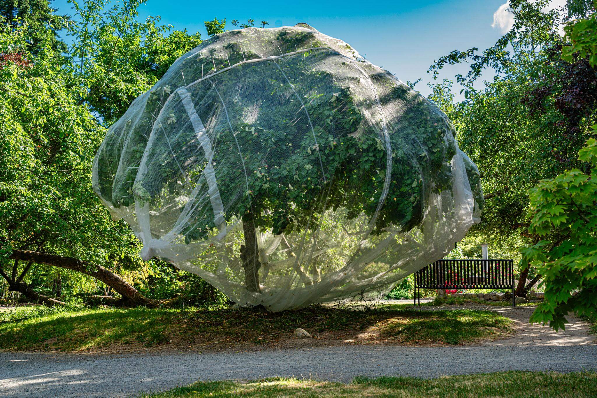 tree netting to stops bugs from eating fruit